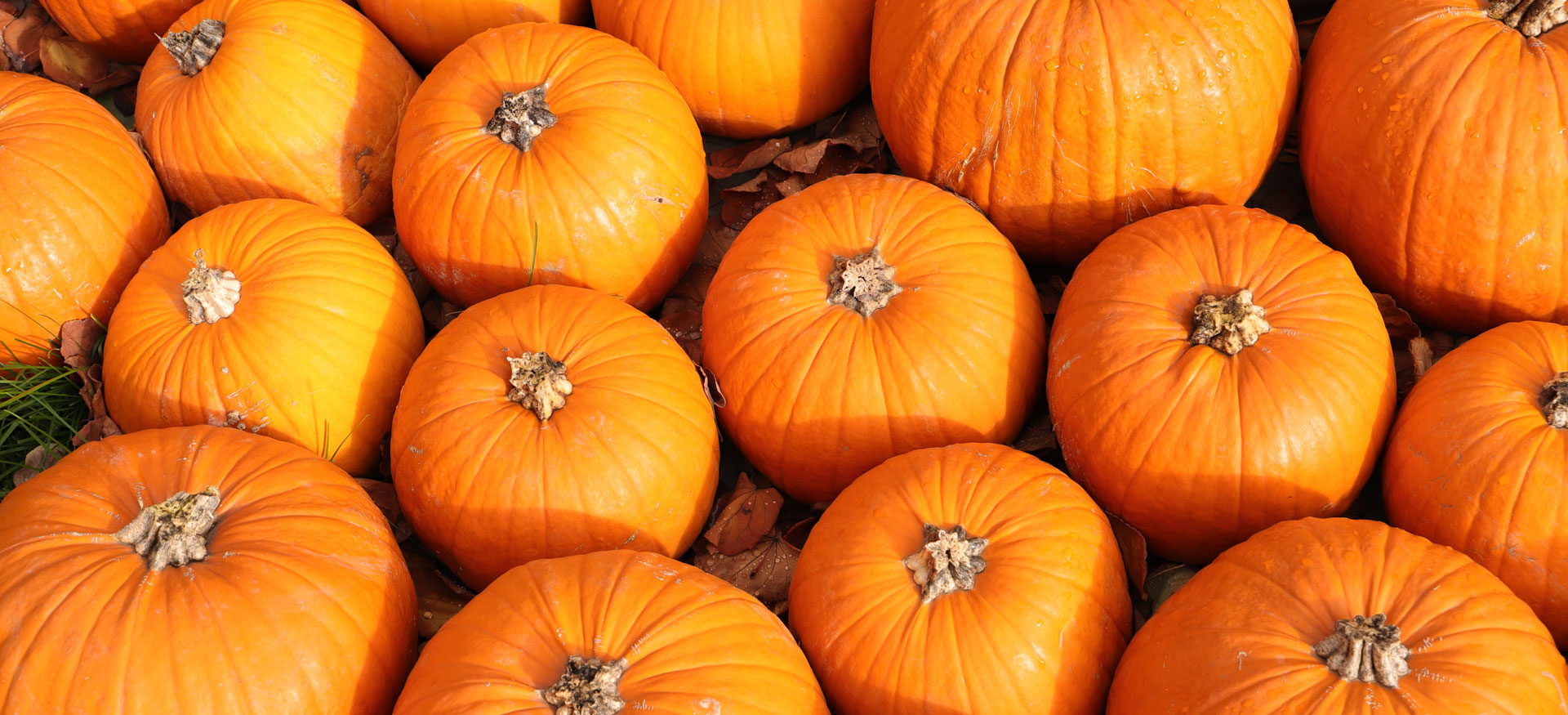 Fall lovers rejoice: Pumpkin season is here!