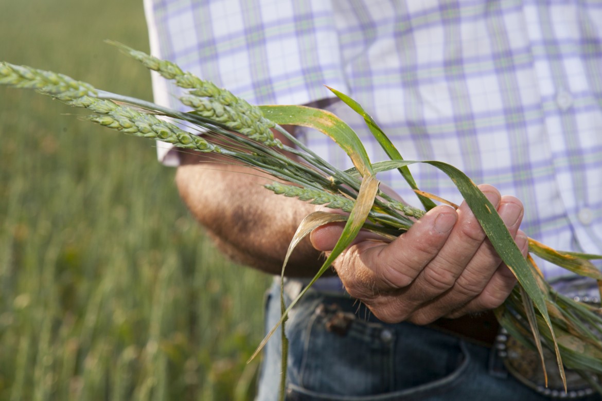You’ve Never Seen Wheat Like This