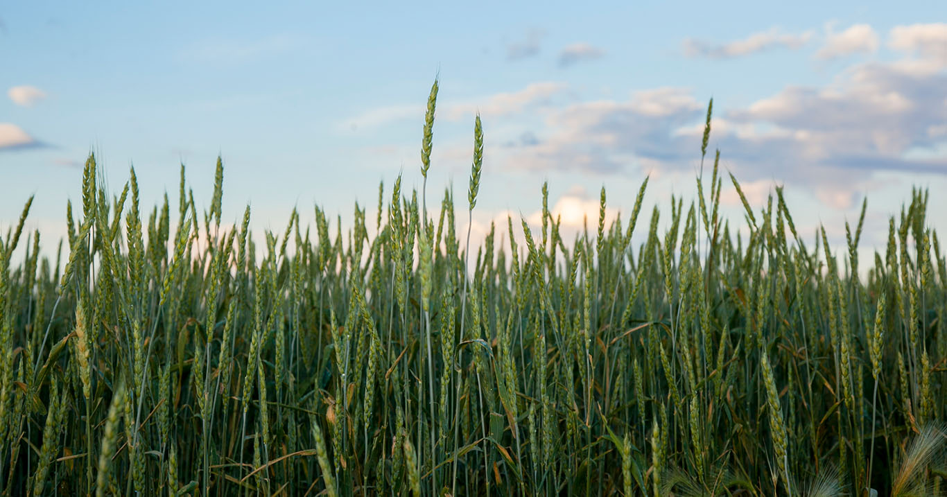 wheat field