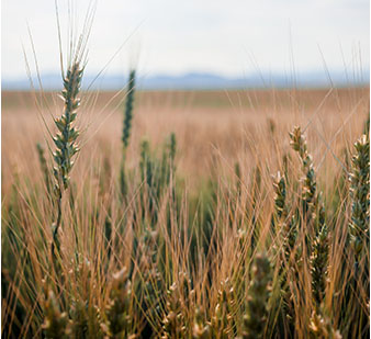 wheat field