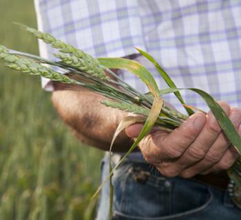 You’ve Never Seen Wheat Like This