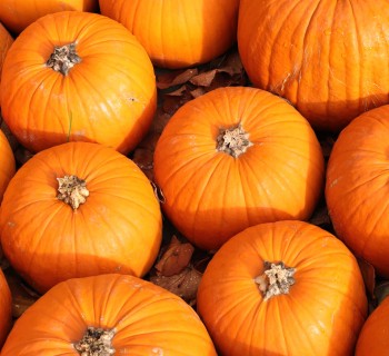 Fall lovers rejoice: Pumpkin season is here!